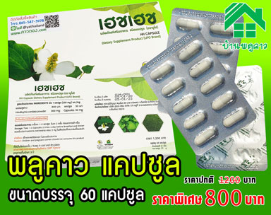 พลูคาว เฮชเฮช